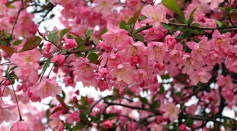 Spring Flower Ultra, Seasons, Spring, Pink, Flowers, Branch, Blossom, HD wallpaper