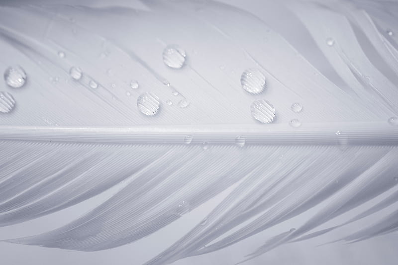 Water Drops On White Feather, drops, water, feather, graphy, macro, HD wallpaper