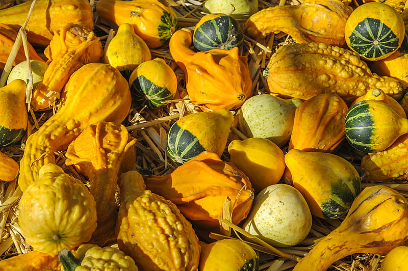 pile of gourds, HD wallpaper