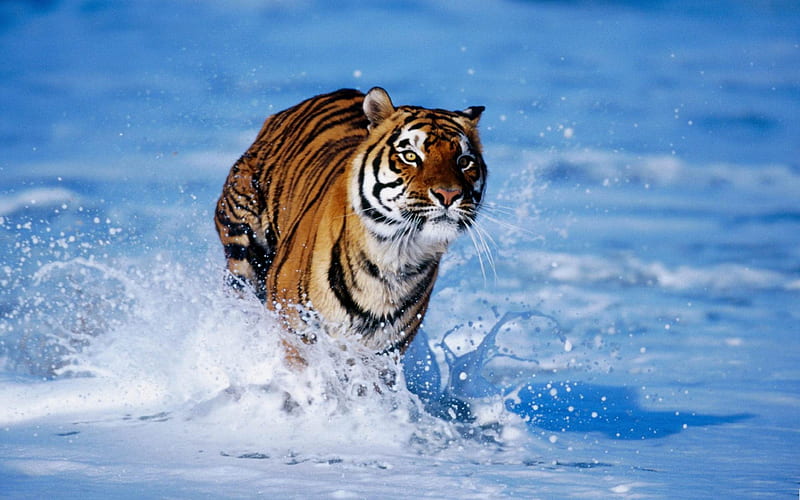 bengal tiger panthera tigris-Wild Animal, HD wallpaper