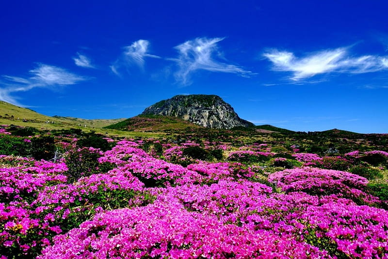 Jeju Island, South Korea, mountain, blossoms, color, pink, landscape, clowers, HD wallpaper