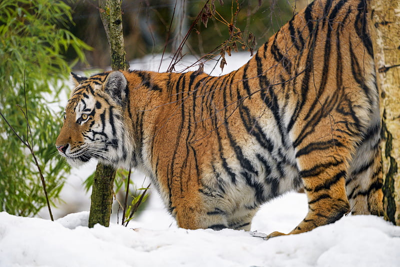 tiger, animal, predator, big cat, snow, wildlife, HD wallpaper