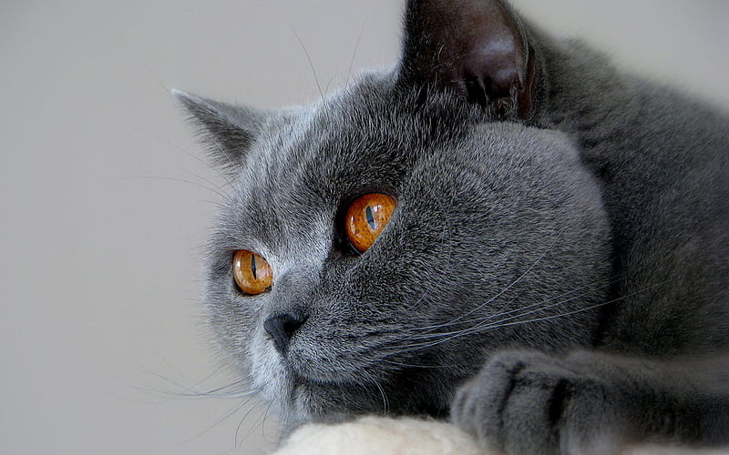 British Shorthair, close-up, domestic cat, cats, cute animals, British Shorthair Cat, HD wallpaper