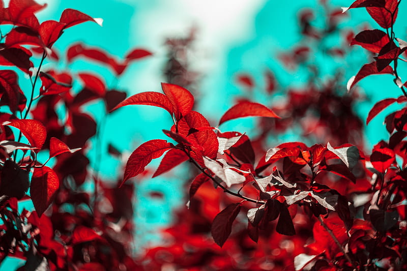 Branches, leaves, red, plant, HD wallpaper | Peakpx