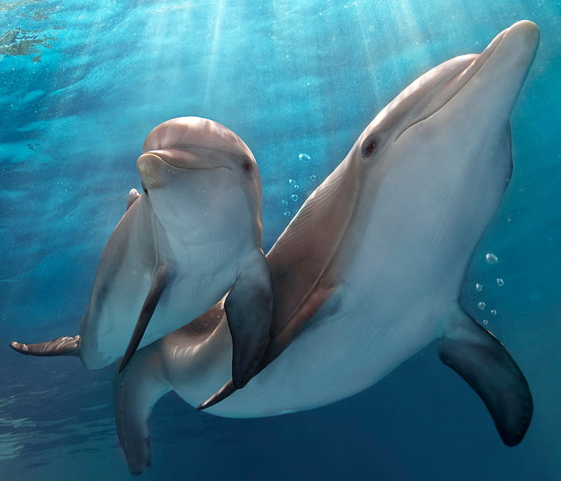 Dolphins, animals, nature, underwater, HD wallpaper