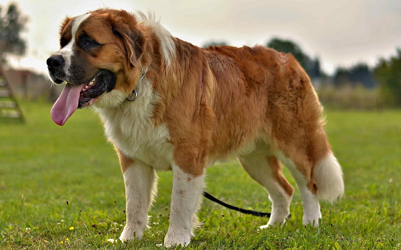 Alabai pets, dogs, big dog, lawn, Alabai Dog, HD wallpaper