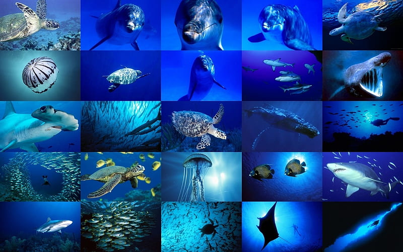 Under the Sea Collage, Fish, Sea, Dolphins, Oceans, Turtles, Marine Life,  Underwater, HD wallpaper | Peakpx