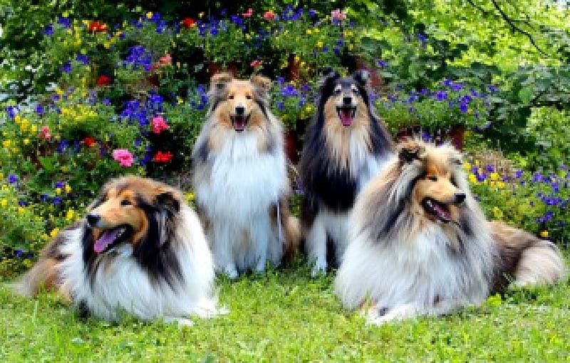 Purebred dogs grass, purebred, bonito, spring, park, bush, flowers, garden, flowering, collies, dogs, HD wallpaper