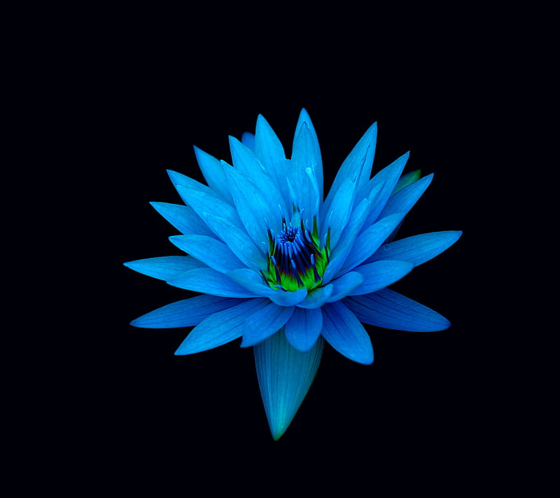 Blue Lotus intense, abstract, flower, xperia, z1, HD wallpaper