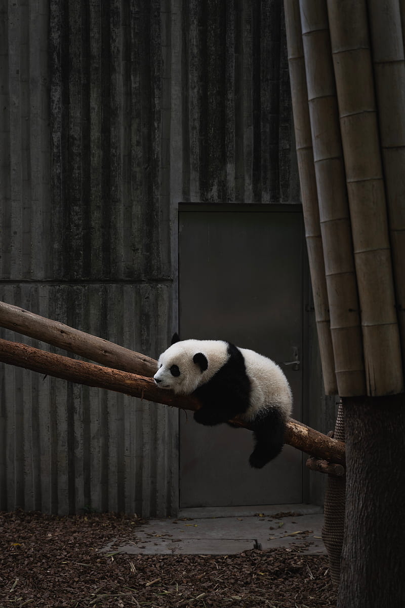 panda, animal, tree, bamboo, HD phone wallpaper