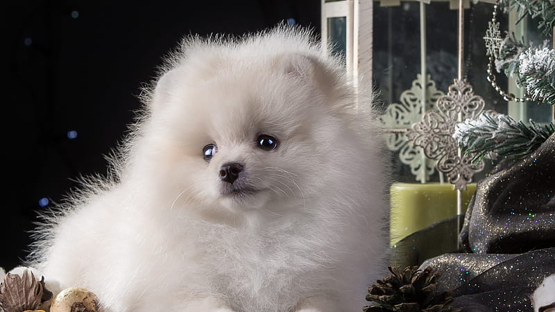 Puppy White Cute, dog, puppy, cute, animals, HD wallpaper