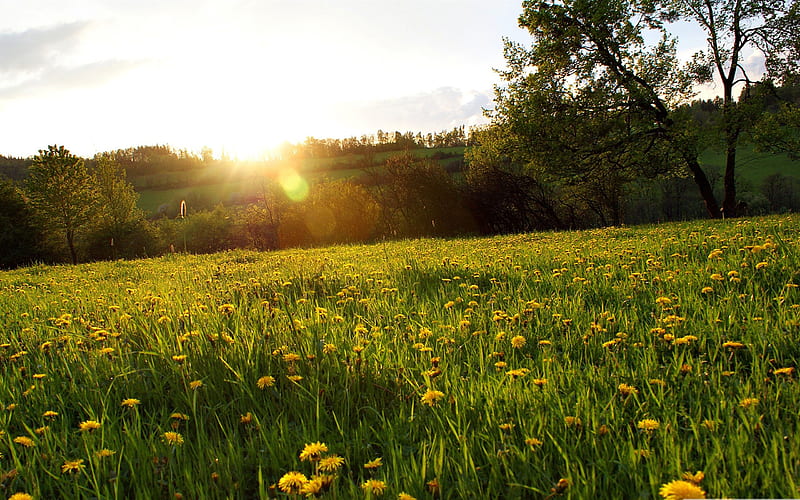 spring meadow-Nature Landscape, HD wallpaper