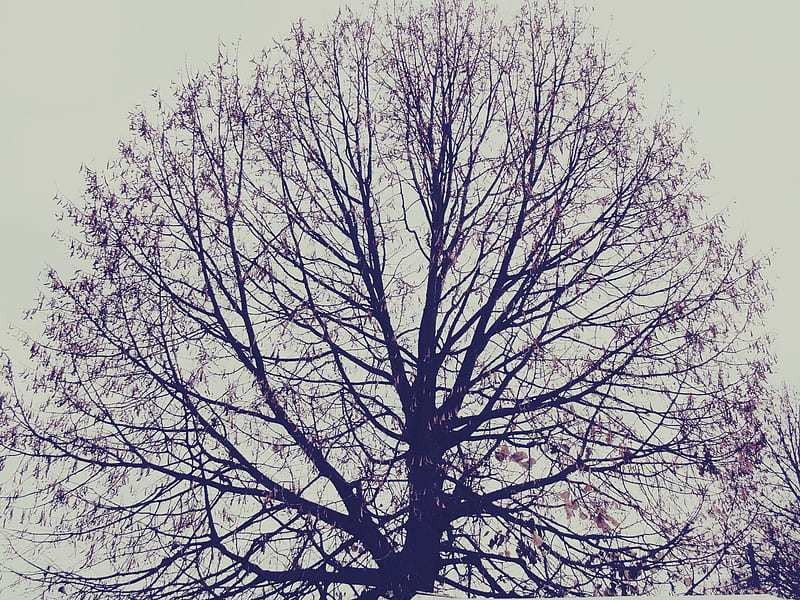 Late autumn, empty, tree, autumn, lifeless, HD wallpaper