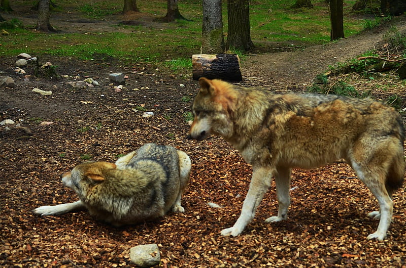 Grey Wolves, predator, wildlife, wolf, european, HD wallpaper