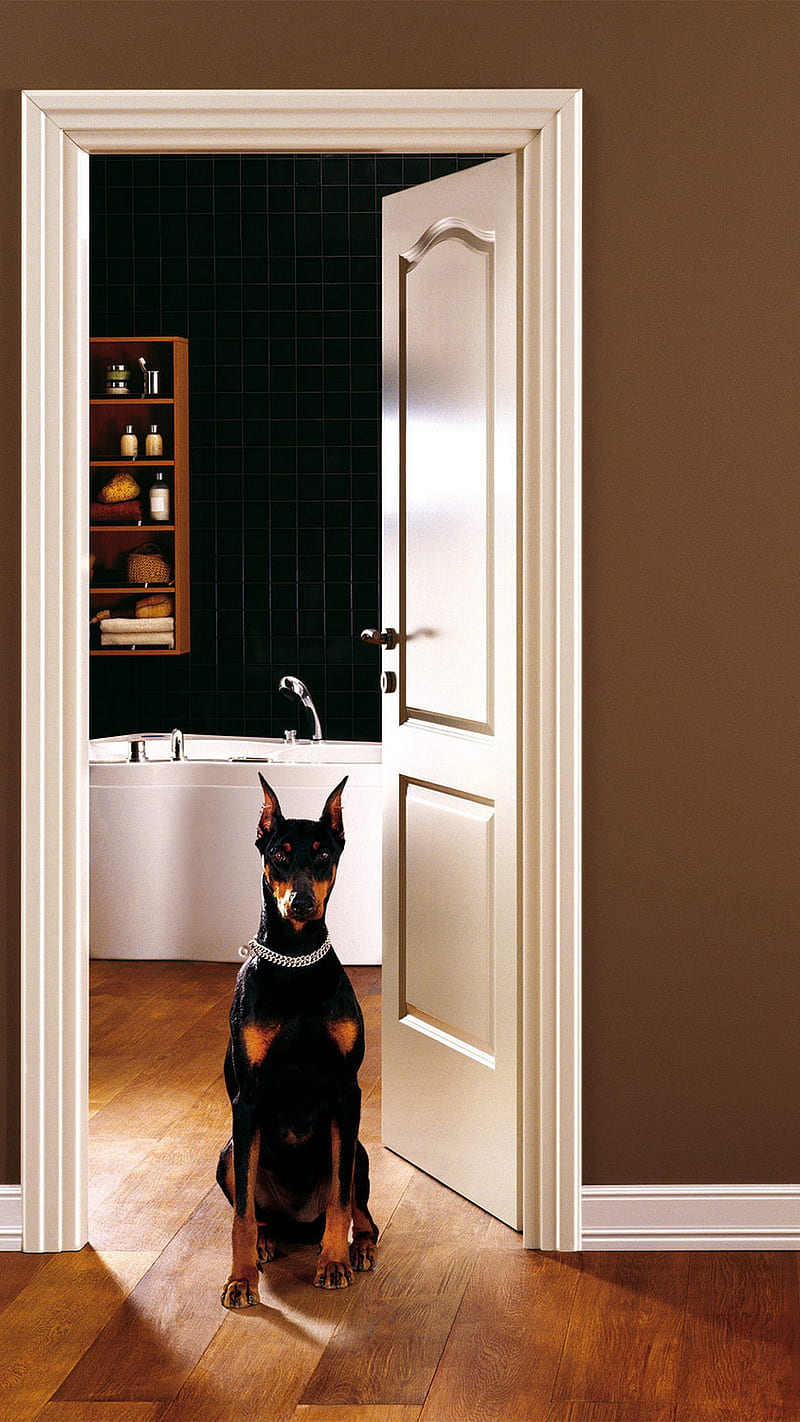 DOBERMAN, door, book, dog, dogs, puppy, watcog, HD phone wallpaper