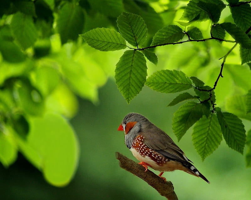 Cute Little Bird, leaves, bird, branch, chaffinch, animal, HD wallpaper