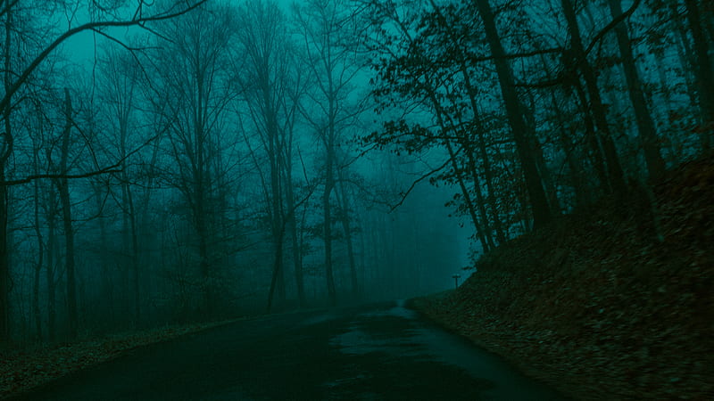 empty road by trees during foggy weather, HD wallpaper