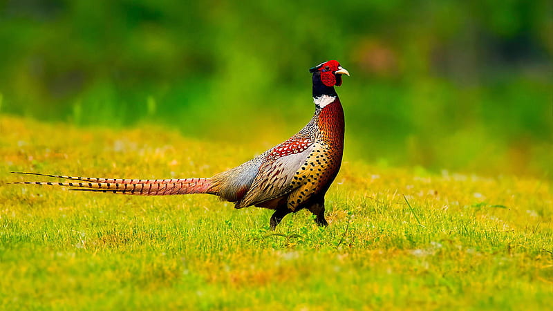 Ring Necked Pheasant Bird Is Standing On Green Grass In Blur Green Background Birds, HD wallpaper