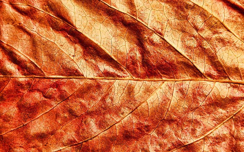 orange leaf, macro, autumn leaves, leaves texture, orange leaves texture, close-up, leaf pattern, leaves, leaf textures, orange leaves, HD wallpaper