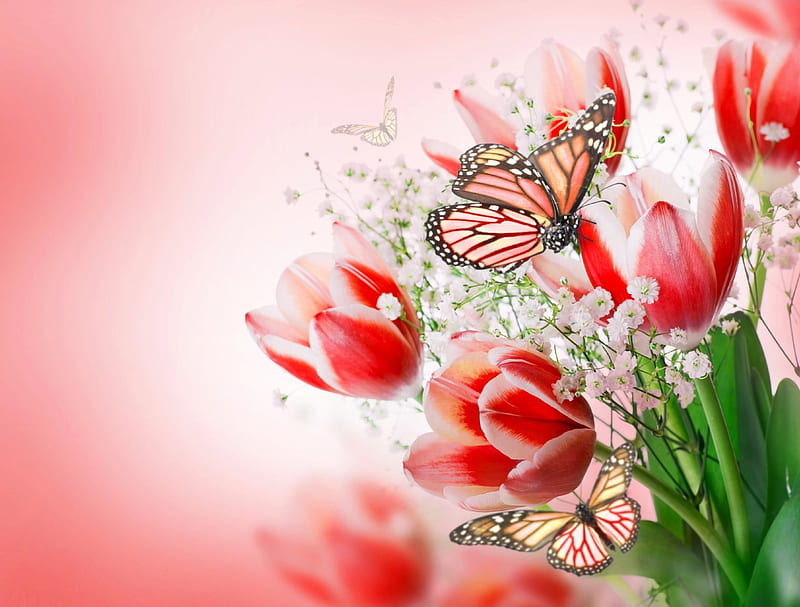 Tulips, flowers, nature, butterflies, tulip, HD wallpaper | Peakpx