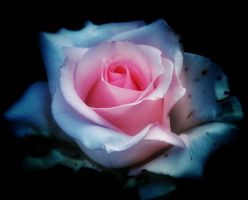 Soft lovely rose, flower, HD wallpaper