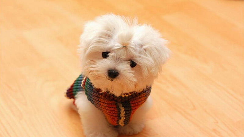 Cute White Shih Tzu Puppy On Brown Floor With Wool Knitted Neck Scarf Animals, HD wallpaper