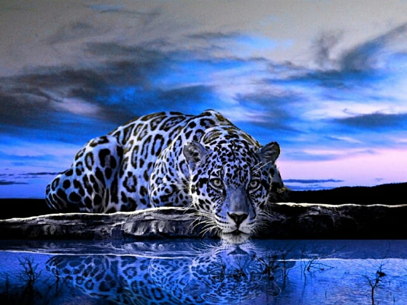 Blue Jaguar Lampart, felines, jaguar, big cats, animals, HD wallpaper |  Peakpx