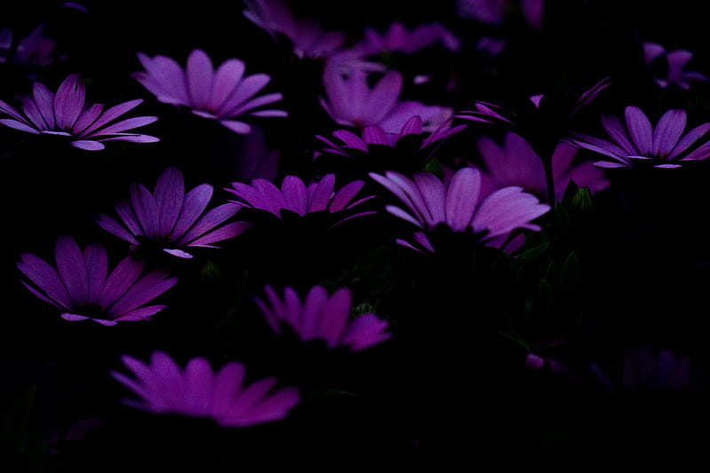 Flowers, purple, dark, HD wallpaper | Peakpx