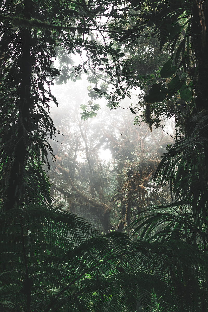 jungle, forest, fog, trees, bushes, tropics, HD phone wallpaper