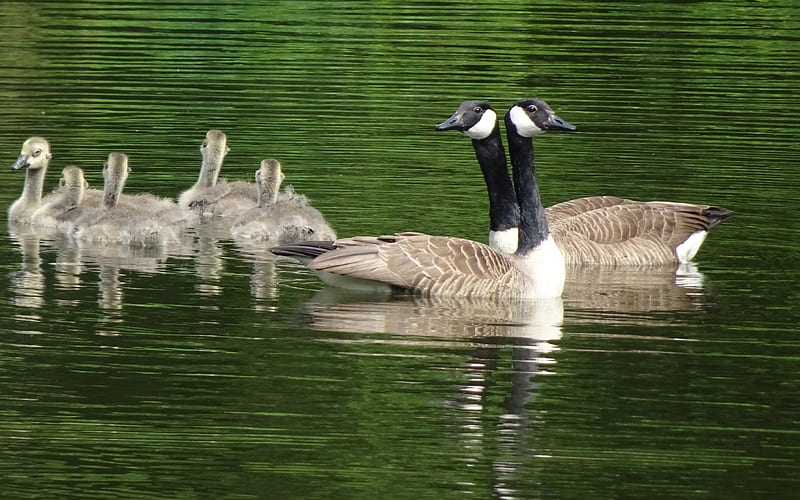 Canada Goos Family, birds, water, Canada geese, reflection, HD wallpaper