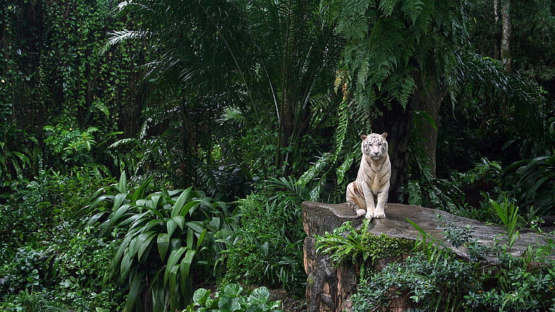 White Tiger Is Sitting On Rock In Trees Covered Jungle Background Jungle, HD wallpaper