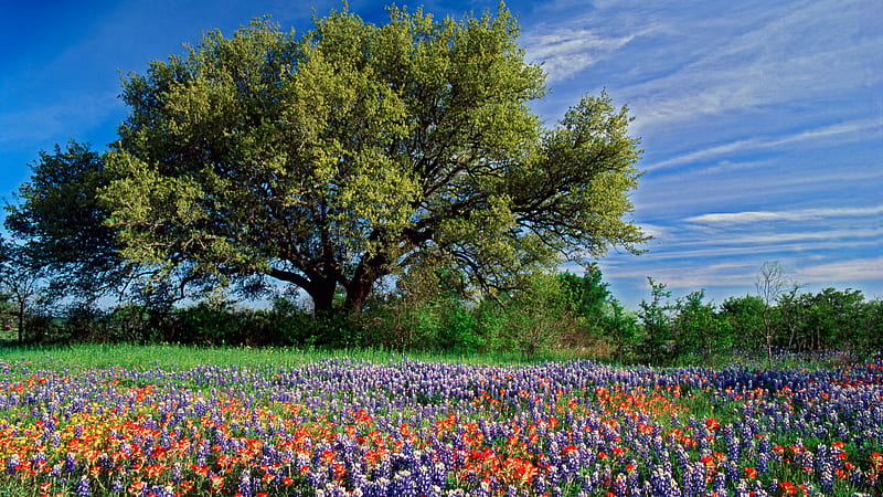 Live Oak Among Texas Paintbrush and Bluebonnets, Texas., cloud, bluebonnet, sky, paintbrush, tree, texas, flower, oak, field, HD wallpaper
