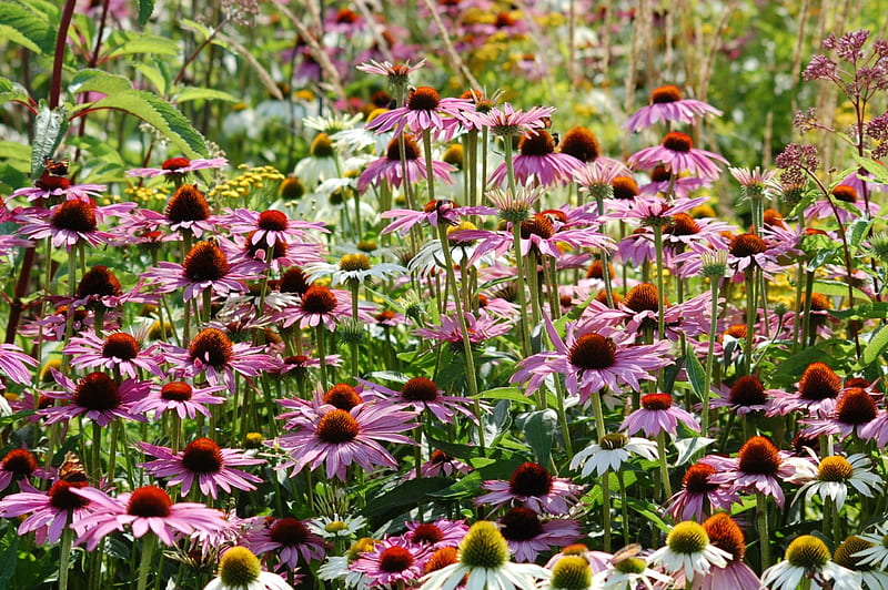 Coneflower field, purple, coneflower, flowers, nature, field, HD wallpaper
