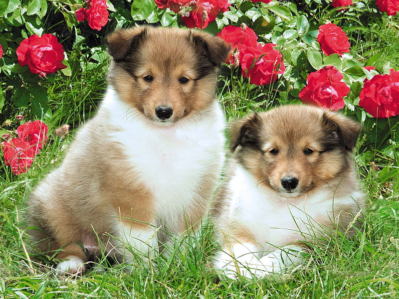 Lassie and Cassie, domestic, collie, puppy, dog, canine, HD wallpaper