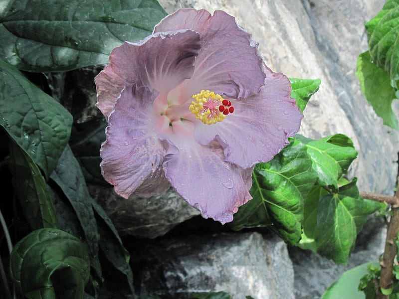 Flores en el centro 29, grafía, verde, hibisco, amarillo, violeta, flores,  Fondo de pantalla HD | Peakpx