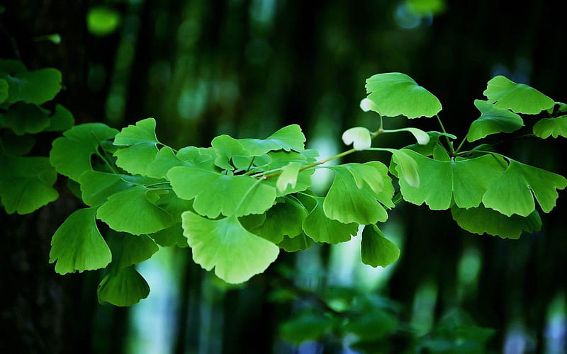 Ginkgo biloba leaves-Plant, HD wallpaper