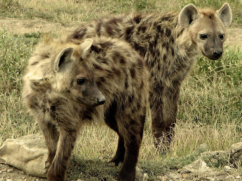 Spotted Hyenas, hyena, crocuta, HD wallpaper