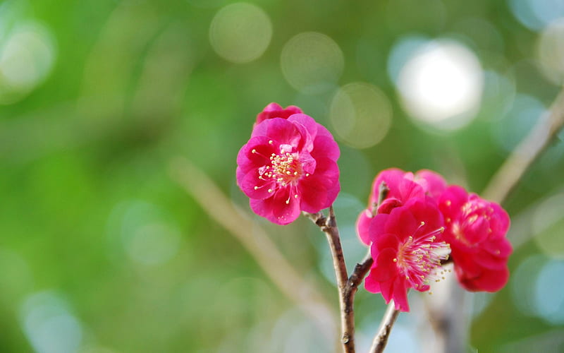 red plum blossoms-beauty spring, HD wallpaper
