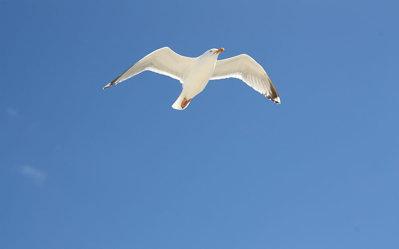Gull in Sky, white, bird, sky, gull, animal, blue, HD wallpaper