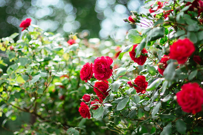 red roses in tilt shift lens, HD wallpaper