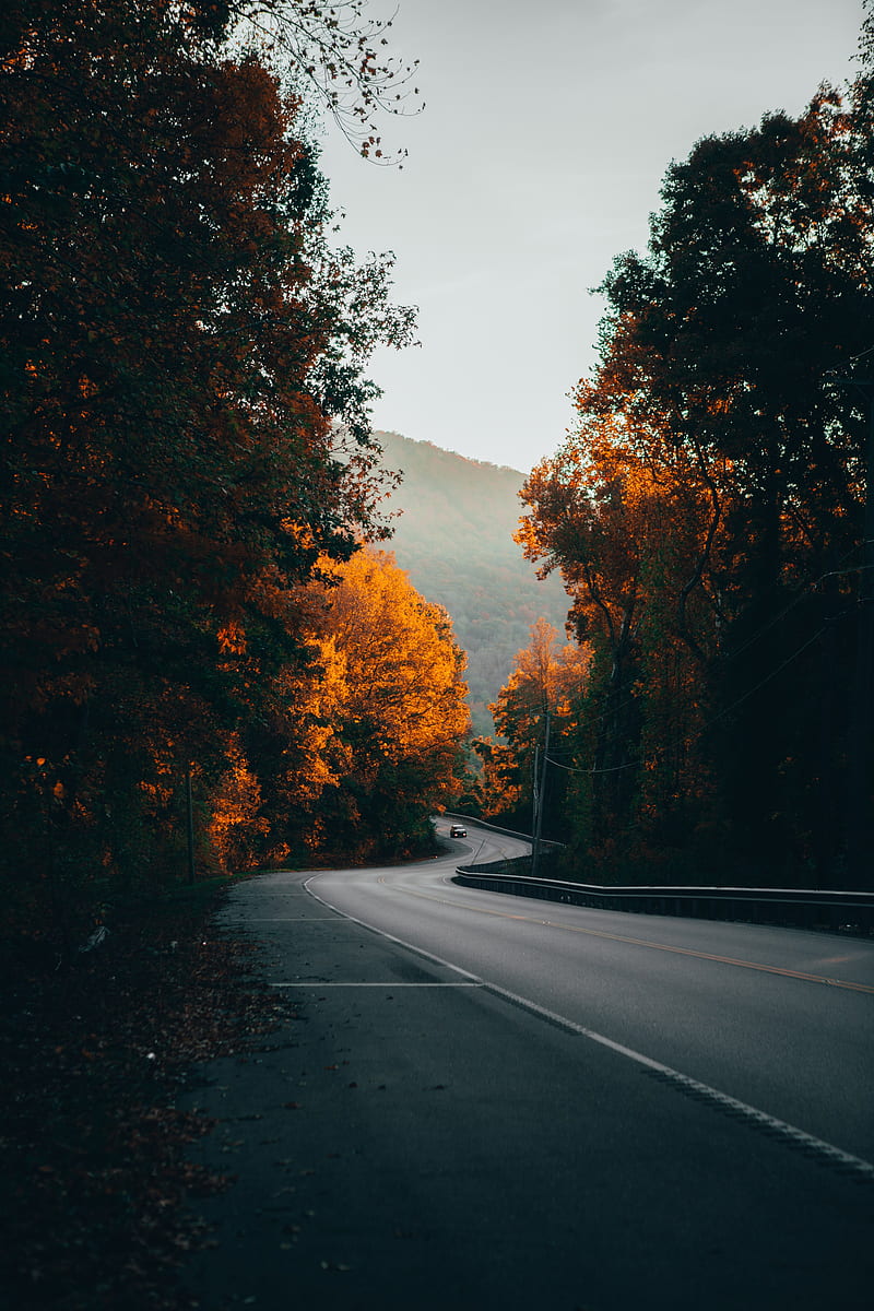 Road, car, trees, fog, HD phone wallpaper | Peakpx