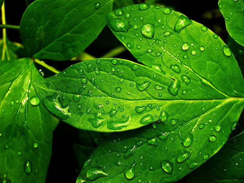 refresh green-plants graphy, HD wallpaper