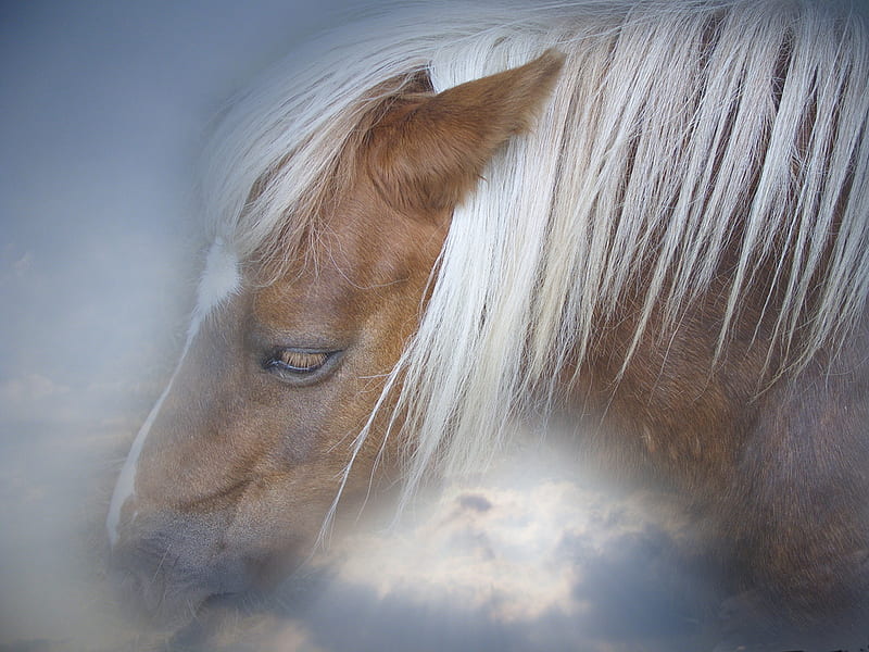 dreams, dreaming, horse, sky, blue, gimp, HD wallpaper