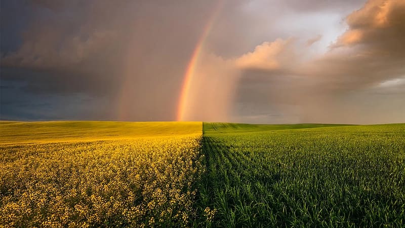 Light after the storm. Saskatchewan, clouds, flowers, canada, maize, rain, landscape, field, rape, HD wallpaper