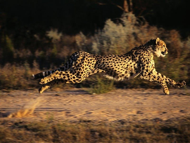 Cheetah jumping, wildlife, feline, cheetah, jump, HD wallpaper
