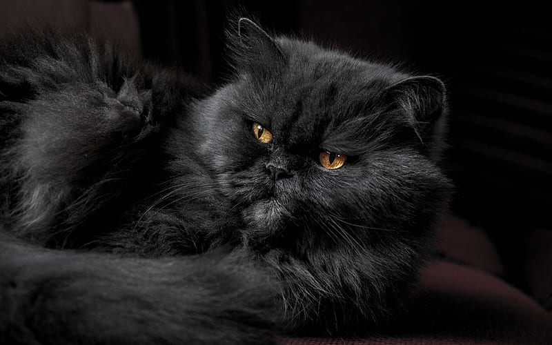Black persian cat cute animals, cats, persian cats, pets, black cat, HD wallpaper