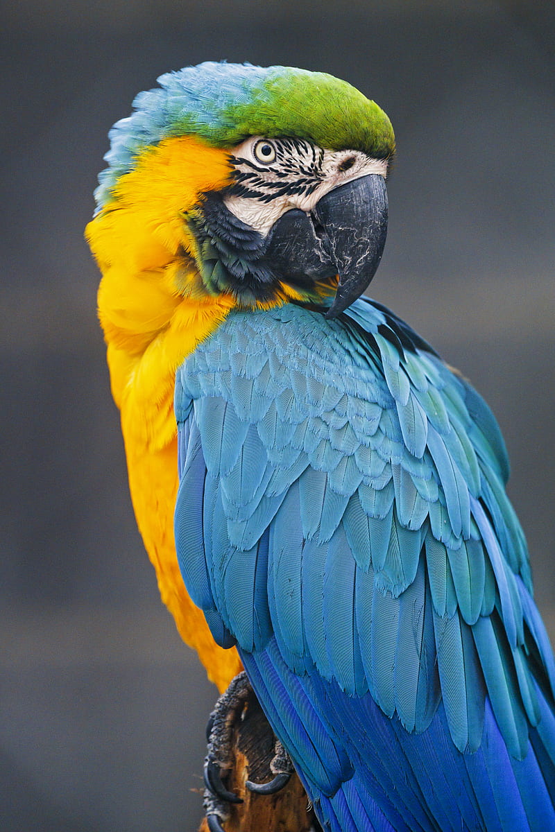 macaw, parrot, bird, colorful, wild, HD phone wallpaper