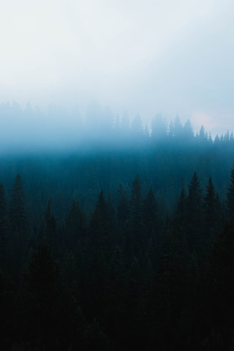 forest, fog, spruce, trees, darkness, HD phone wallpaper