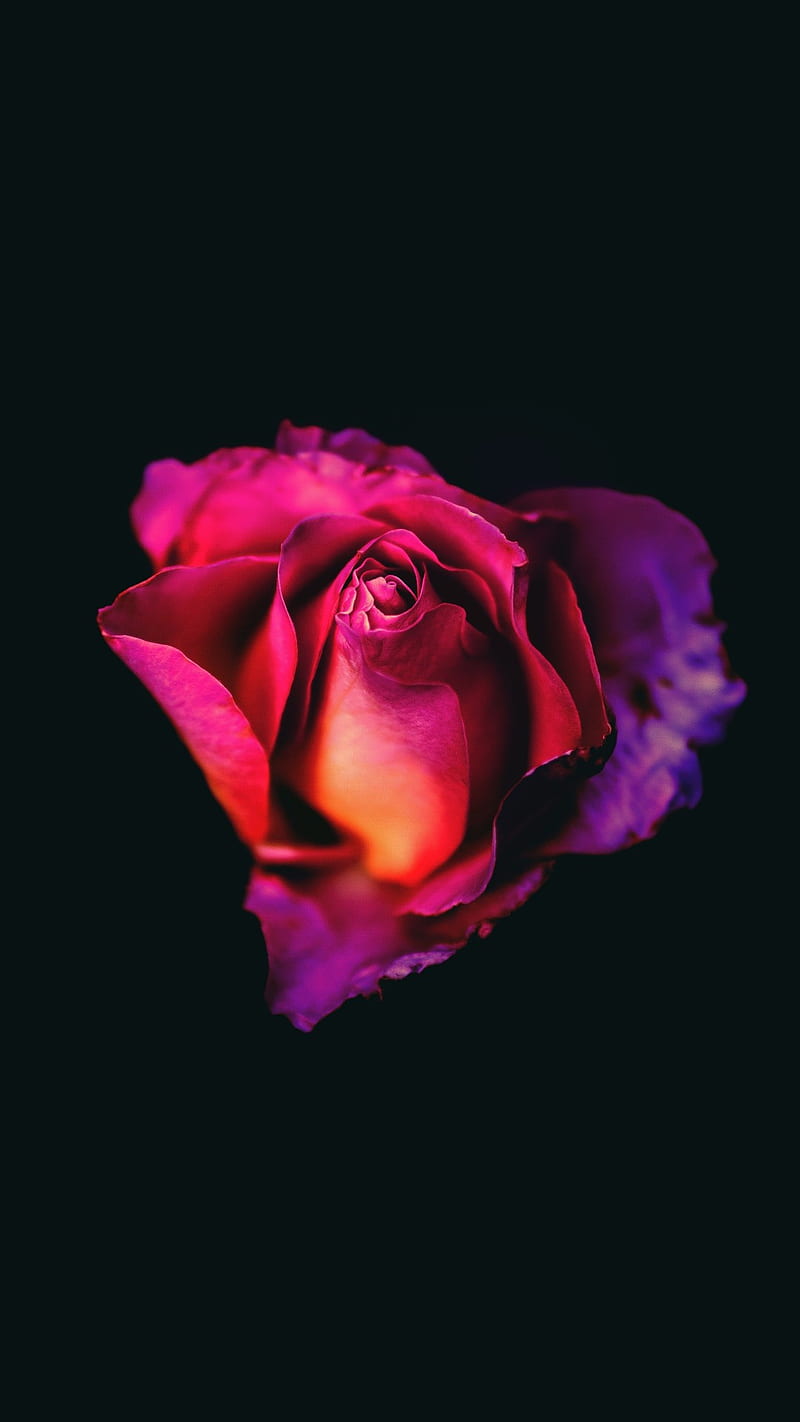 Rosa oled, flores, oscuro, rojo, flor, Fondo de pantalla de teléfono HD |  Peakpx
