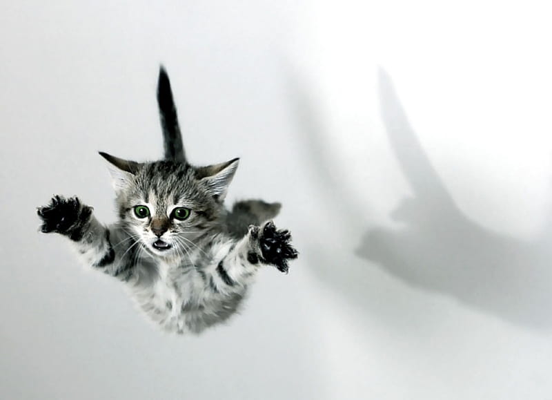 flying cat, domestic, cat, kitten, flying, HD wallpaper